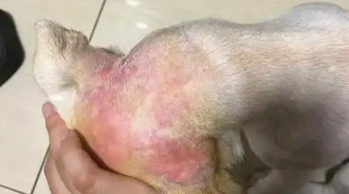 动物身上的螨虫怎么去除 动物身上的螨虫怎么去除