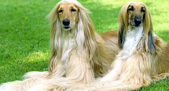 阿富汗猎犬：独特外观与高贵气质的时尚新选择