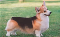 威尔斯柯基犬断尾的利与弊:是时候重新审视这一传统了?