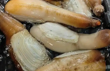 尿酸高可以吃象拔蚌吗