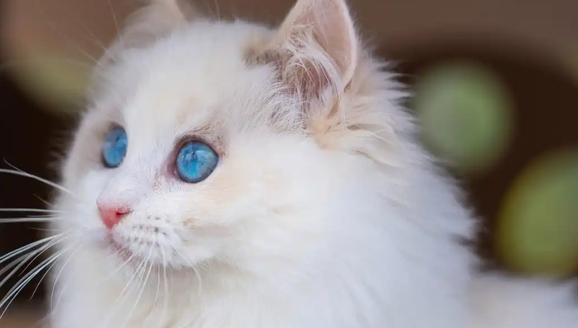凯锐思金爪烘焙猫粮焕新升级:鲜肉配方,品质是否更上一层楼? 凯锐思金爪烘焙猫粮焕新升级:鲜肉配方,品质是否更上一层楼?
