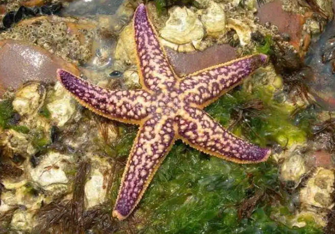 太残暴了,海星为吃蛤蜊折磨它8小时 太残暴了,海星为吃蛤蜊折磨它8小时