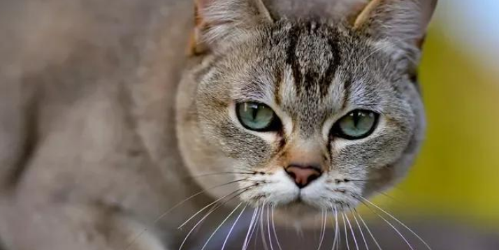 波米拉猫:颜值与性格并存的猫咪! 波米拉猫:颜值与性格并存的猫咪!