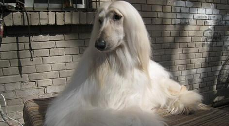 阿富汗猎犬如何看是否纯种？多少钱一只？