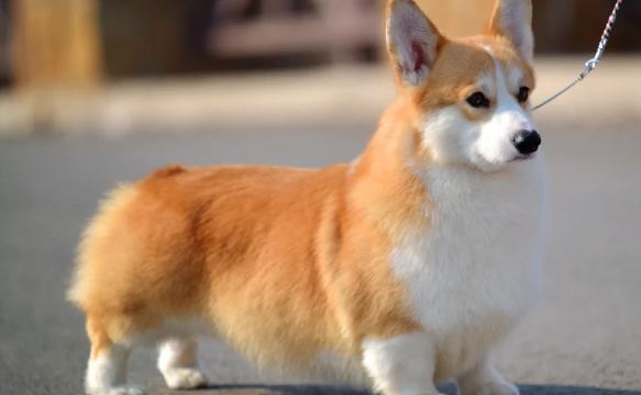 威尔斯柯基犬揭秘:短腿萌宠趣科普! 威尔斯柯基犬揭秘:短腿萌宠趣科普!