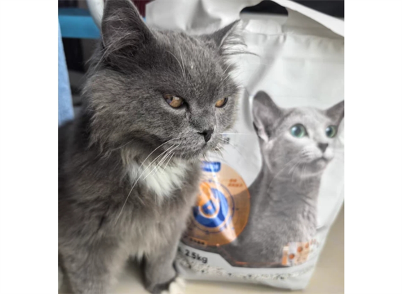里兜猫砂测评：哪款最适合你？