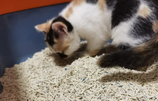 慕奥猫砂猫砂好用吗 慕奥猫砂猫砂好用吗