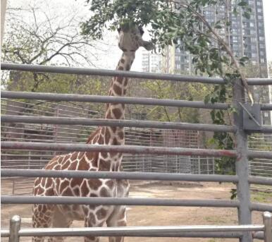 长颈鹿有多少只