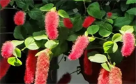 像毛毛虫的植物是什么