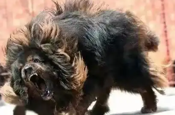 狗中王者-鬼獒,速来了解 狗中王者-鬼獒,速来了解