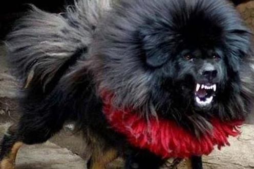 藏獒之王——鬼獒!鬼獒的破坏力要比藏獒强太多 藏獒之王——鬼獒!鬼獒的破坏力要比藏獒强太多