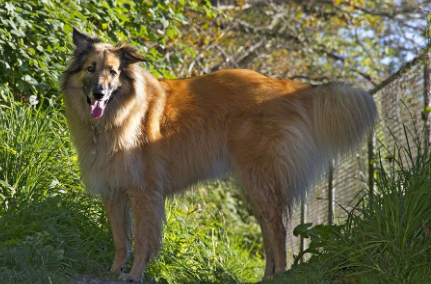 比利时坦比连犬:对极端气候的适应性 比利时坦比连犬:对极端气候的适应性