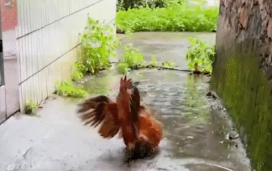 男子用芒果皮给公鸡做了一双鞋。网友:竹杖芒鞋轻胜马 男子用芒果皮给公鸡做了一双鞋。网友:竹杖芒鞋轻胜马