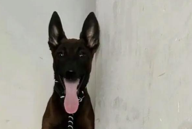 马犬饲养全攻略:打造你的忠诚伙伴 马犬饲养全攻略:打造你的忠诚伙伴