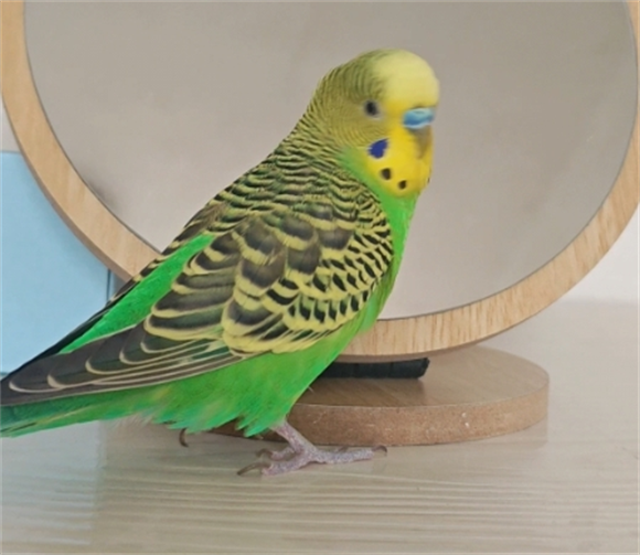 虎皮鹦鹉可以繁殖几年 虎皮鹦鹉可以繁殖几年