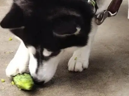 狗狗吃苦瓜的危害