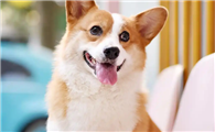 养柯基必看!威尔斯柯基犬怎么养?有哪些注意的地方?