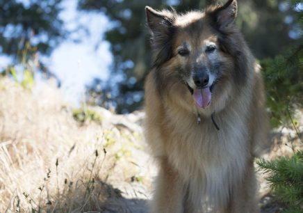 萌娃与萌犬:比利时坦比连犬儿童互动全攻略 萌娃与萌犬:比利时坦比连犬儿童互动全攻略