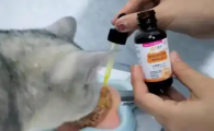 外星猫宠物营养补充剂一天吃几次