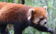 小熊猫与熊猫的区别