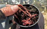 湿蚯蚓多少钱一斤