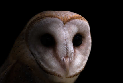 猫头鹰一般几点叫 猫头鹰一般几点叫