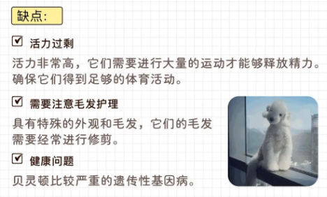 贝灵顿梗犬优缺点及喂养全攻略