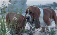 巴吉度犬的7大缺点，你准备好面对了吗？