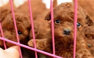 如何挑选纯种泰迪犬：实用技巧揭开选犬之谜