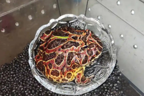 揭开角蛙饲养的神秘面纱！