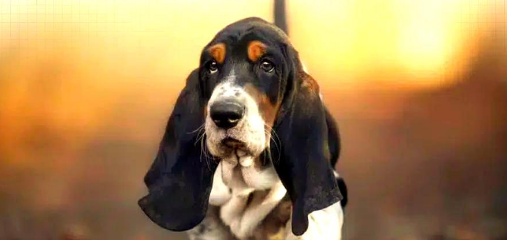  探索巴吉度犬：温柔猎手的完美伴侣