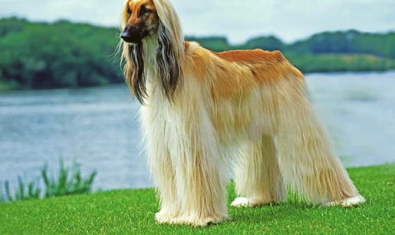 阿富汗猎犬:优雅与挑战并存 阿富汗猎犬:优雅与挑战并存