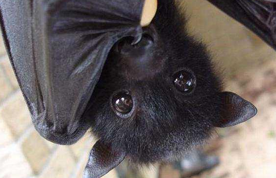 家里为何有蝙蝠 家里为何有蝙蝠