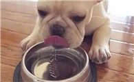 幼犬每天喝多少水合适
