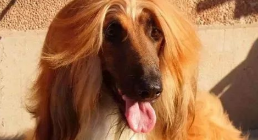 探索阿富汗猎犬：高贵时尚的犬种！