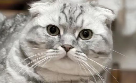 每周带你了解一种猫——苏格兰折耳猫