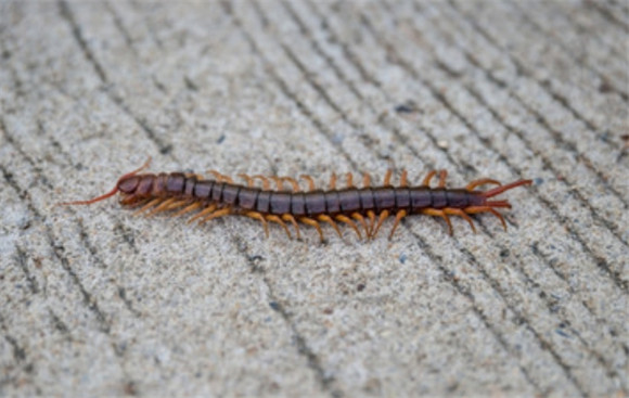 蜈蚣产地哪里的最好 蜈蚣产地哪里的最好