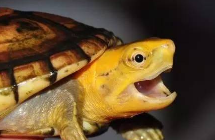 新手必看！泥龟白唇泥龟饲养全攻略