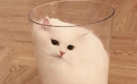 世界上的最小的猫咪，茶杯猫