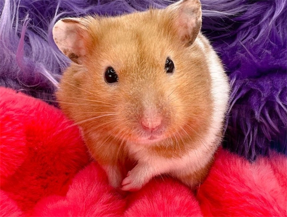 怎么判断仓鼠摔了后是否有内伤 怎么判断仓鼠摔了后是否有内伤