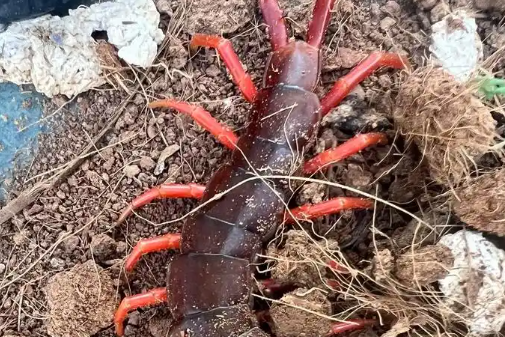 怎么可以防虫防蜈蚣 怎么可以防虫防蜈蚣