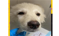 狗狗得了冠状的症状