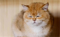 猫咪突然抽搐怎么回事