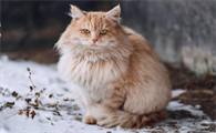 脱水的猫咪会有哪些症状