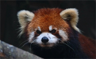 小熊猫主要吃什么