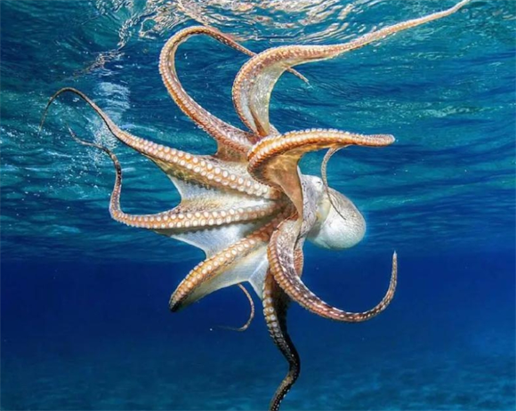 章鱼的触手会不会偶尔打结到一起？