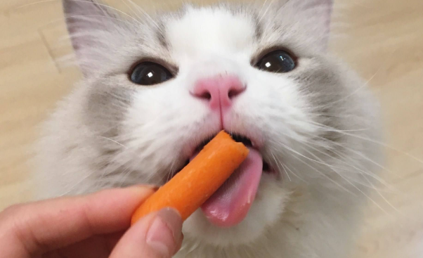 小猫吃什么零食比较好?这几款零食,不止是美味的奖励! 小猫吃什么零食比较好?这几款零食,不止是美味的奖励!