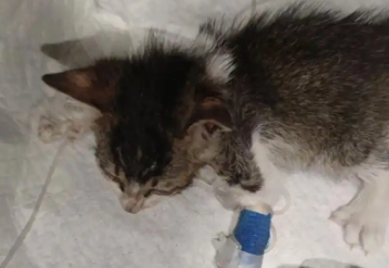 猫瘟治疗三天过了就能救活吗