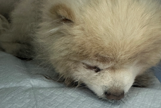 PLKWT犬瘟试纸有什么用?快速筛查与辅助诊断 PLKWT犬瘟试纸有什么用?快速筛查与辅助诊断