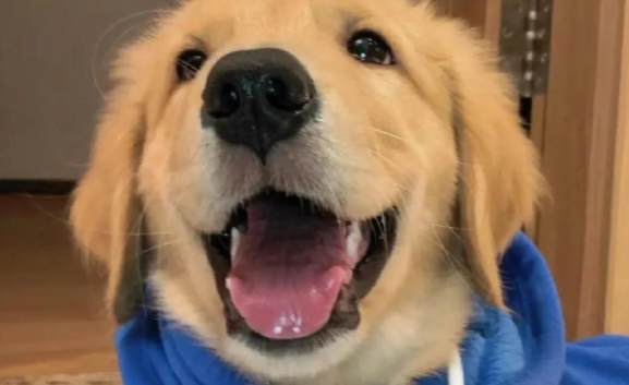 狗狗口臭的原因是什么 狗狗口臭的原因是什么